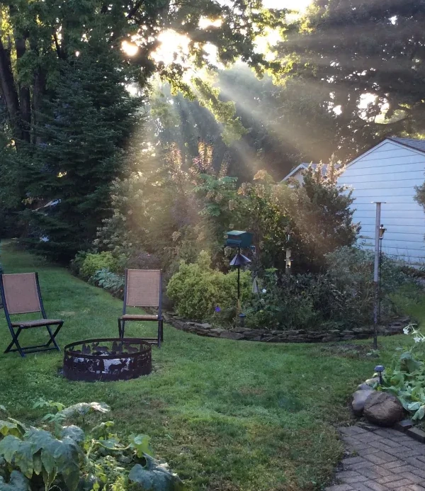 A beautiful green backyard with sunlight shining through the trees